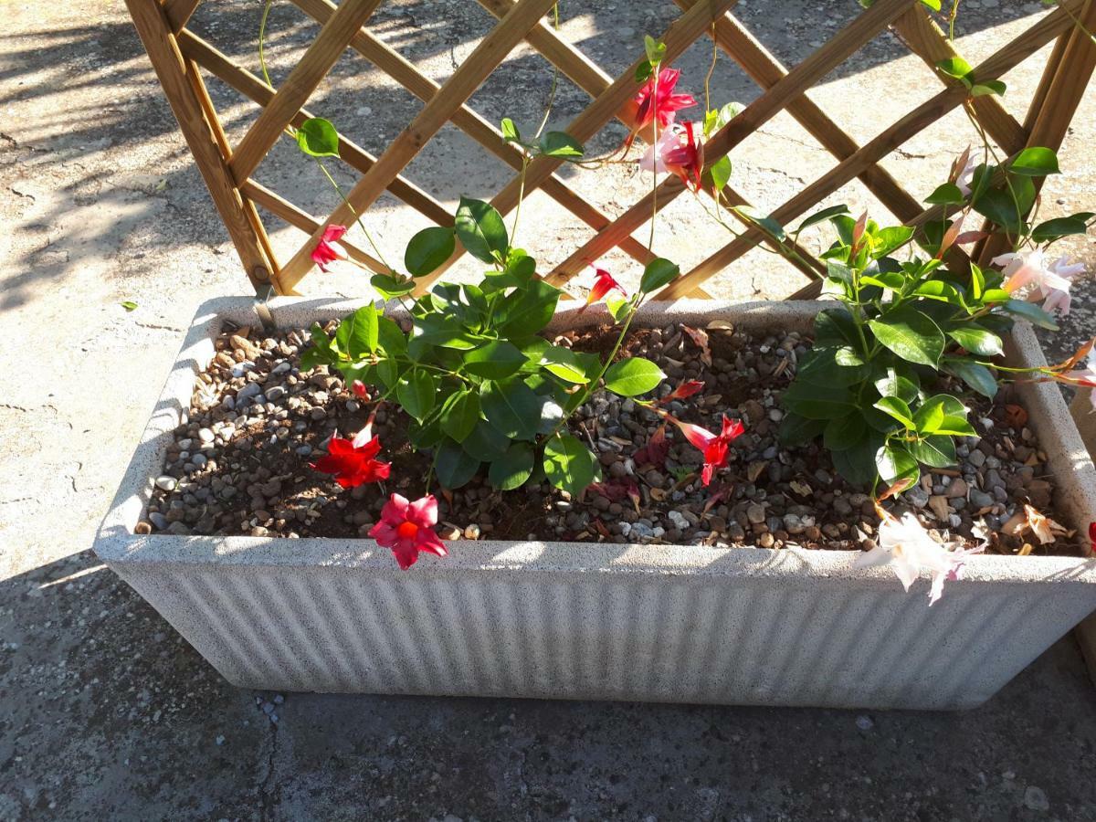 Trulli Di Rosa Hébergement de vacances *