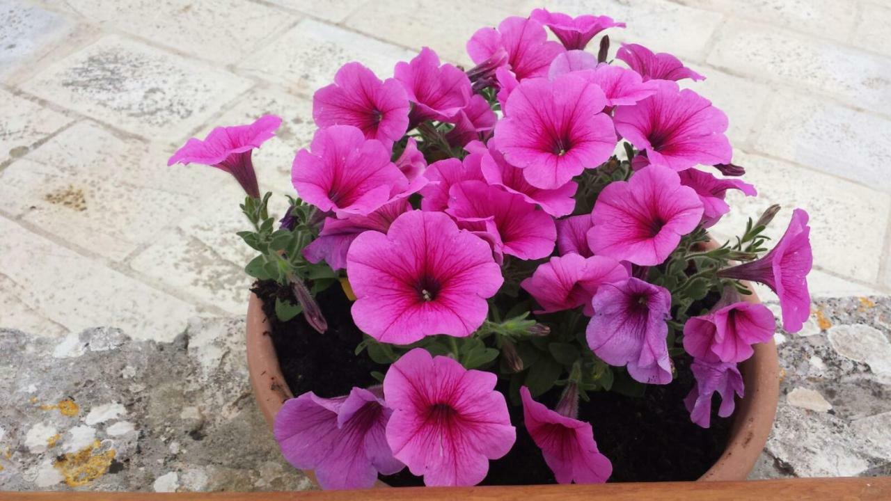 Hébergement de vacances Trulli Di Rosa